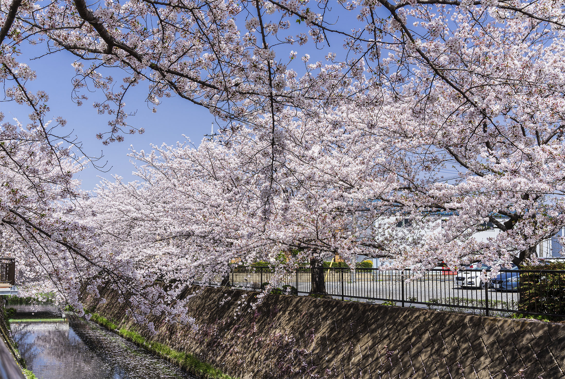 伝右川の桜並木